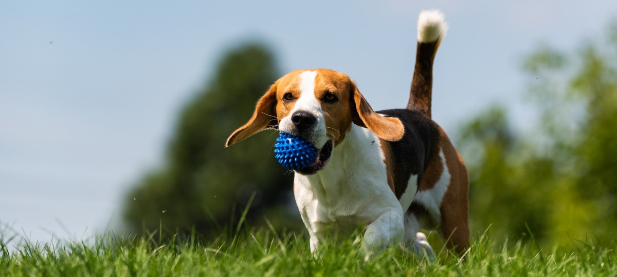 dieren-aansprakelijkheid-2026